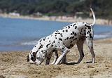 DALMATIEN 207